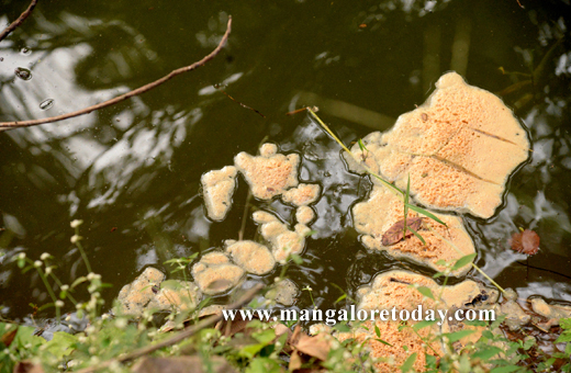 polluted water of thumbay dam